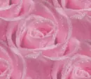 Roses - Lite Pink -Seamless