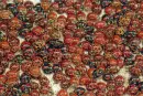 ladybirds