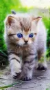 catling