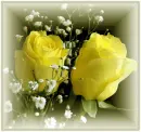 yellow rosas