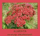 Alberta nameday