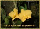 Ivett nameday