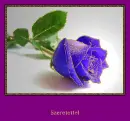blue rosa