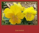 pansy
