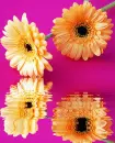 gerberas
