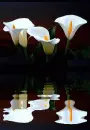 callas
