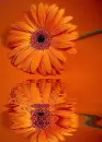 orange gerbera