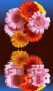 gerberas