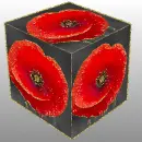 red poppy
