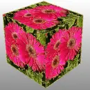 pink gerberas