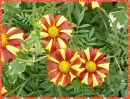 tagetes