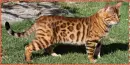 baby leopard