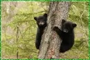 little bears