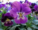 purple pansy