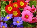 primula