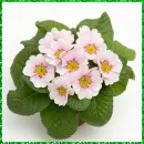 primula