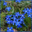 gentiana