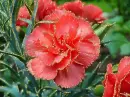 dianthus