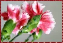 dianthus