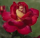 red rosa