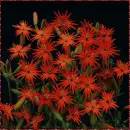 silene