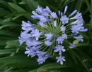agapanthus