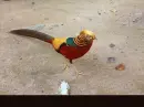 gold pheasant