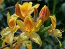 azalea
