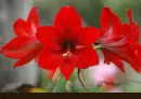 amaryllis