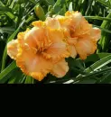 daylily