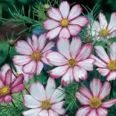 cosmos
