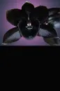 black orchid