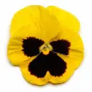 pansy