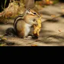 chipmunk