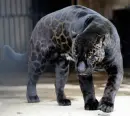 black panther