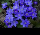 hepatica