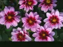 dahlias