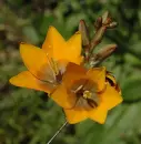 ixia