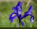 iris