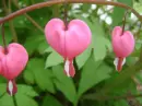 dicentra