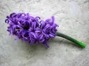 hyacinth