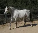 horse