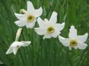 narcissus