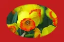 narcissus