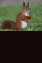 red squirrel