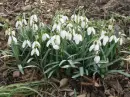 snowdrops