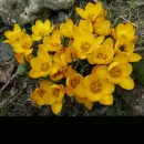 crocus
