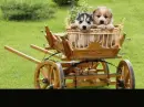 puppies