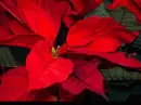 poinsettia