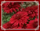 red dahlias